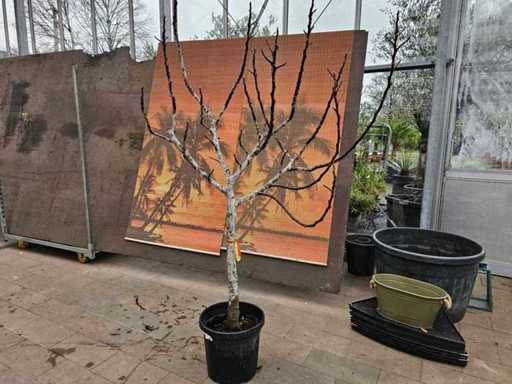 Smochinul rezistent (Ficus carica) - aprox. 200 cm