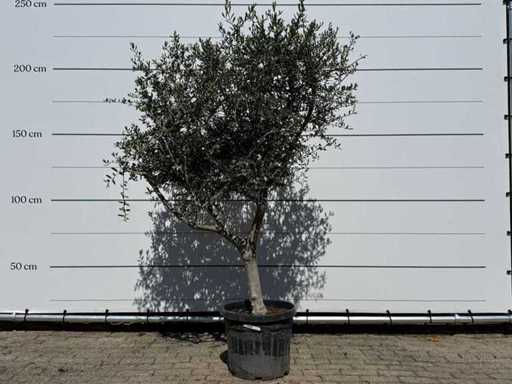 Olivo Andalusia L - Olea Europaea - circa 50 anni - altezza circa 220 cm