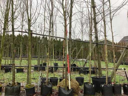 lipa królewska - Drzewo alei