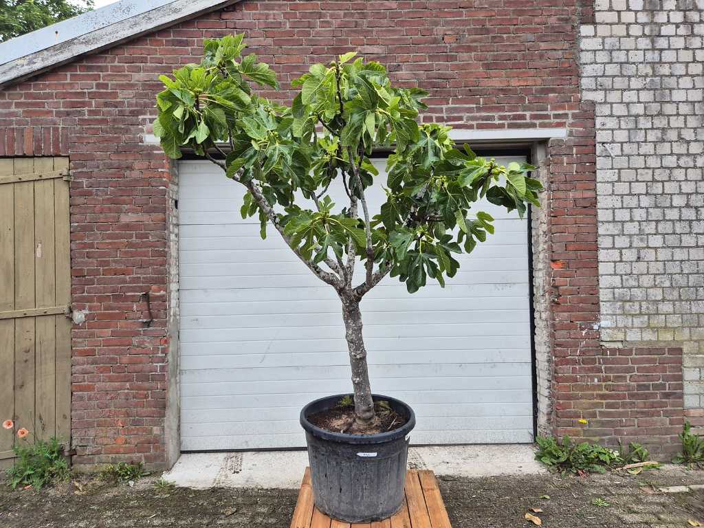 Vijgenboom - Ficus Carica - Vrucht- / fruitboom - hoogte ca. 200 cm