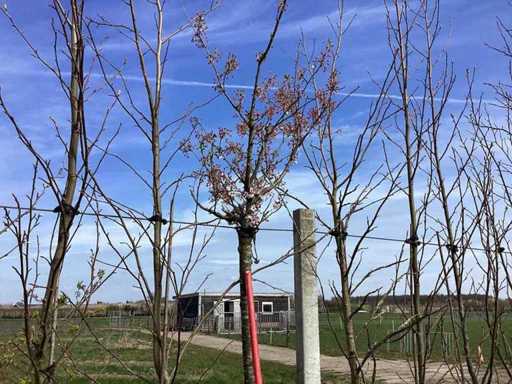 Ciliegio Ornamentale Giapponese - Alberi Ornamentali