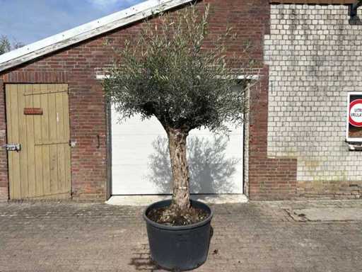 Olivenbaum-Bonsai – Olea Europaea – ca. 80 Jahre alt – Höhe ca. 220 cm