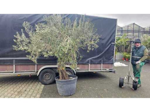 Măslin magnific (Olea europaea) - 200 cm - Rezistent până la -12°C