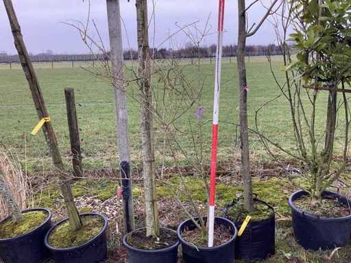 Pădul-negru - Arbore cu mai multe tulpini