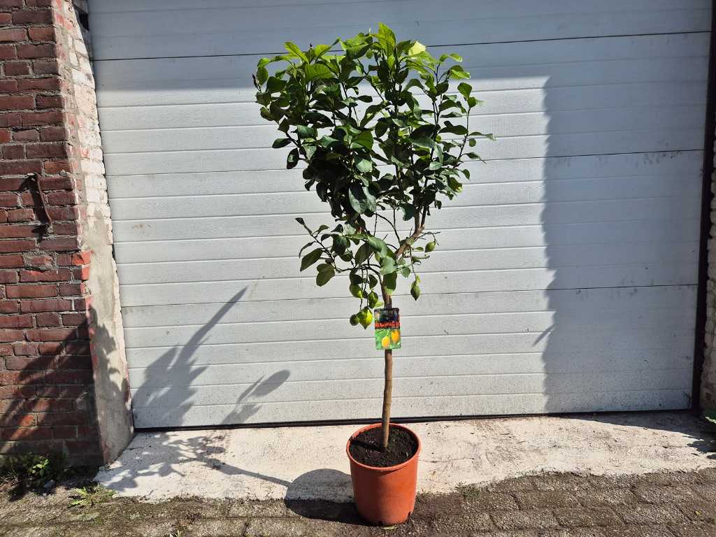 Drzewo cytrynowe - Citrus Limon - Drzewo owocowe - wysokość ok. 150 cm