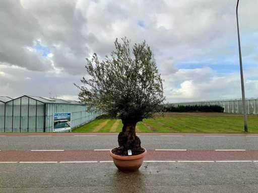 Olijfboom (Olea Europaea Lessini)