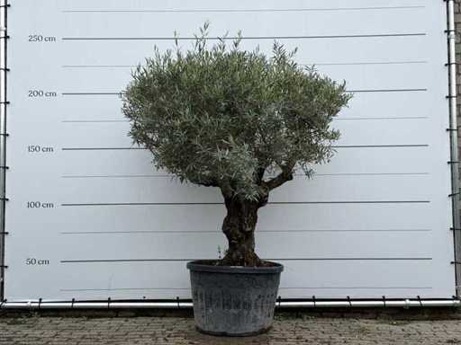 Olive tree Bonsai - Olea Europaea - approx. 80 years old - height approx. 240 cm