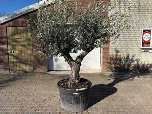Olive Tree Old Trunk - Olea Europaea - 50 years old - Height approx. 250 cm 