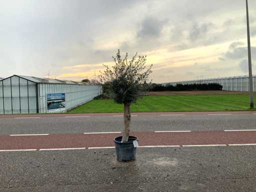 Drzewo oliwne (Olea europaea lessini)