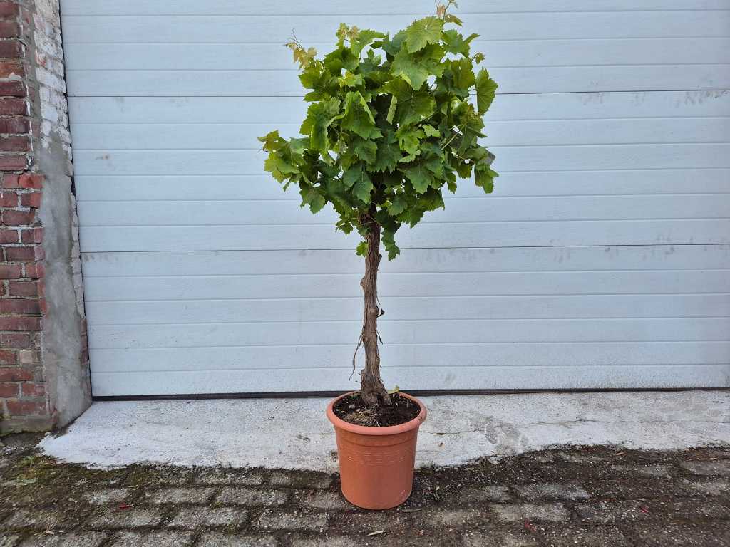Druivenboom - Vitis Vinifera - Vrucht- / fruitboom - hoogte ca. 120 cm