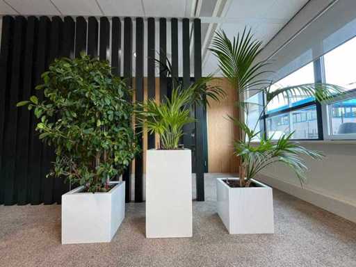 3 plantes hydroponiques en pot en plastique