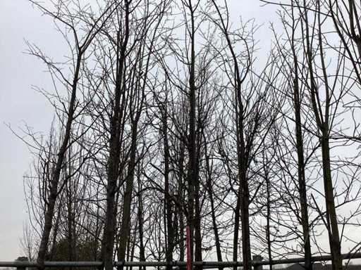 Sargent's kers - Vormboom