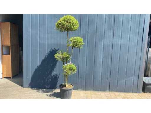 Ligistrum delav 'Jonandrum' Perennial