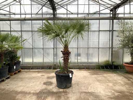 Palmboom meerstammig (Chamaerops Humilis)