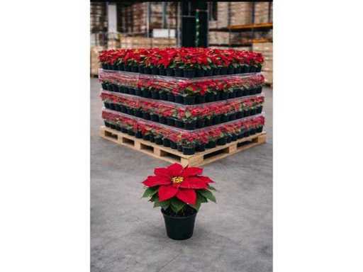 Set aus 350 künstlichen Blumenpionsetten, Höhe 42 cm