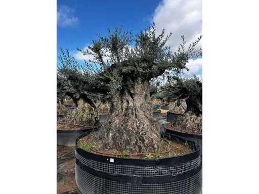 Mileal Olive Trees 10 unități