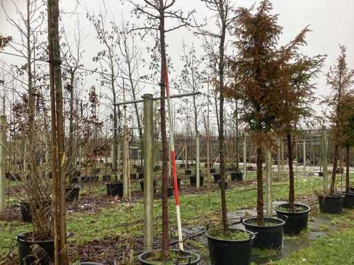 Ozdobna jabłon - Drzewo topiary