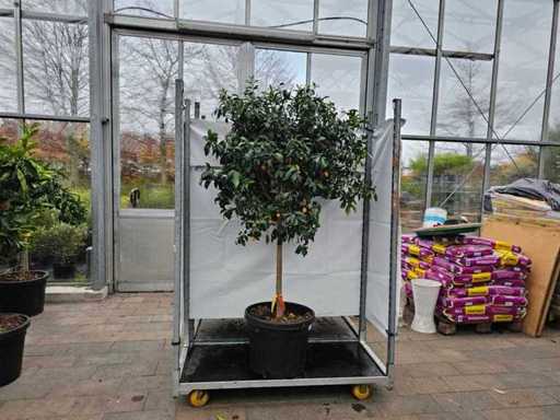Prachtvoller Kumquatbaum (Citrus japonica) - 180cm Hochstamm