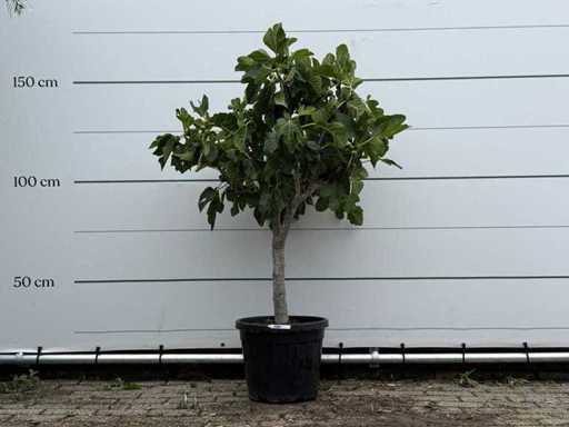 Trunchiul jos al smochinului - Ficus Carica - înălțime aprox. 160 cm