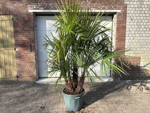 Palmier éventail chinois - Trachycarpus fortunei - Tronc triple - Hauteur environ 250 cm 