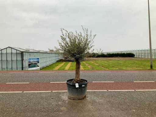 Olijfboom (Olea Europaea Lessini)