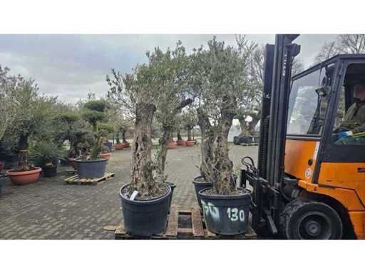 Colecție exclusivă: 4x Măslini Antici (aprox. 120 de ani) - Giganți mediteraneeni