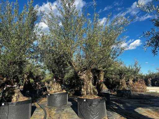 Jahrhundertealter Olivenbaum im Korb