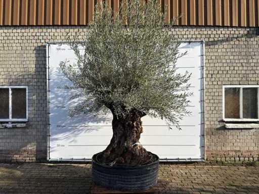 Olive tree bonsai XL - Olea Europaea - approx. 100 years old - height approx. 300 cm 