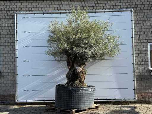 Olive tree Bonsai XL - Olea Europaea - approx. 150 years old - height approx. 280 cm