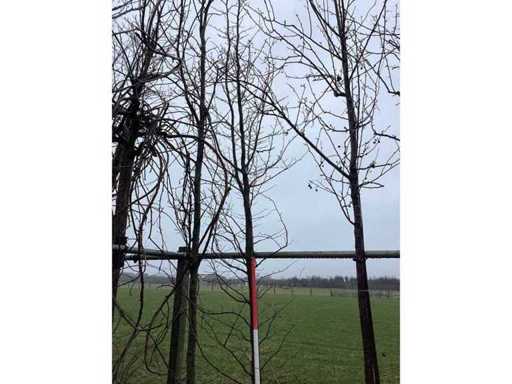 Krabbapfel – Zierbaum