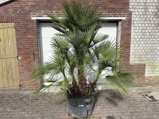 Palmetto nano europeo a stelo multiplo - Chamaerops Humilis - altezza circa 260 cm