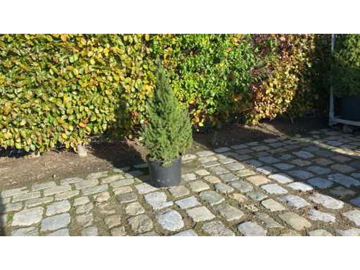 Mini Christmas tree 60cm in pot Ornamental tree (10x)