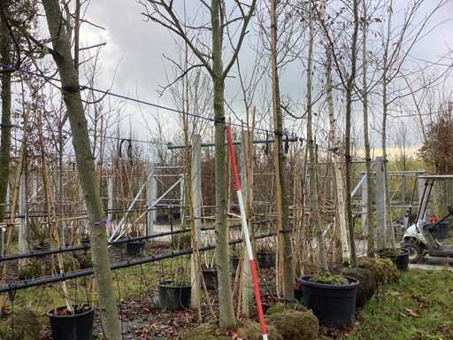 S?odka guma – drzewo alejowe