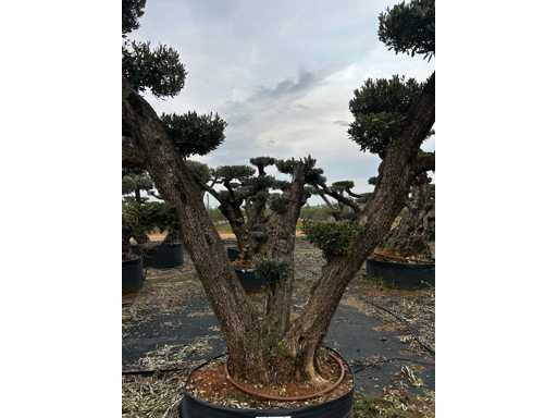  OLEA EUROPEA POM POM SECOLARE  