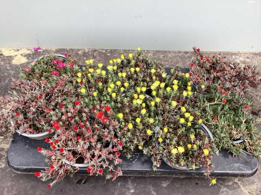 Vaste planten - Delospernum (x100)