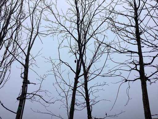 Green Beech - Ornamental Tree