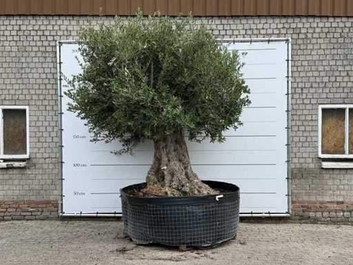 Olijfboom Bonsai XXL - Olea Europaea - ca. 250 jaar oud - hoogte ca. 300 cm