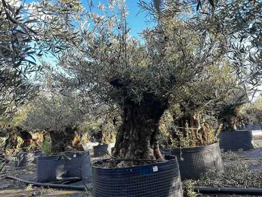  Olijfboom in een voorbeeldige mand