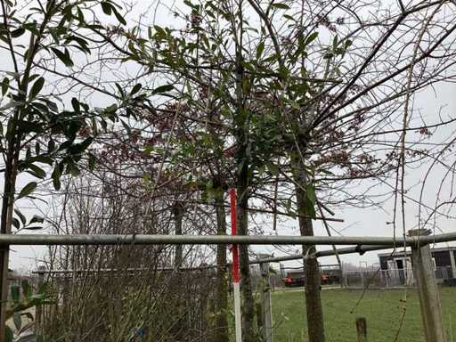 Cherry laurel - Espalier trees