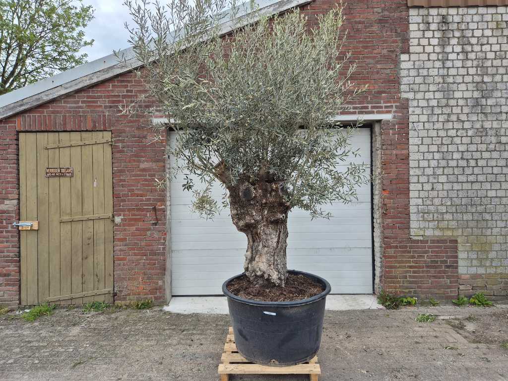 Olivenbaum Bonsai XL - Olea Europaea - 80 Jahre alt - Höhe ca. 400 cm