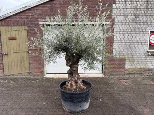 Bonsaï d’olivier - Olea Europaea - 50 ans - Taille environ 220 cm 
