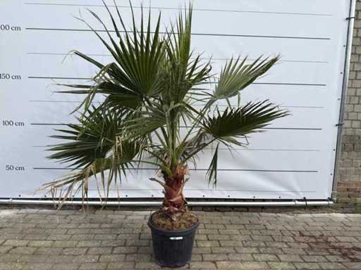 Palmier éventail mexicain - Washingtonia Robusta - Hauteur environ 200 cm