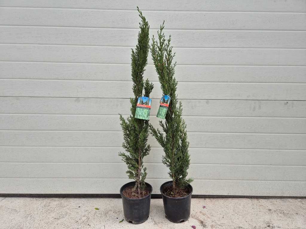 2x Italienische Zypresse - Mediterraner Baum - Cupressus simpervirens - Höhe ca. 100 cm
