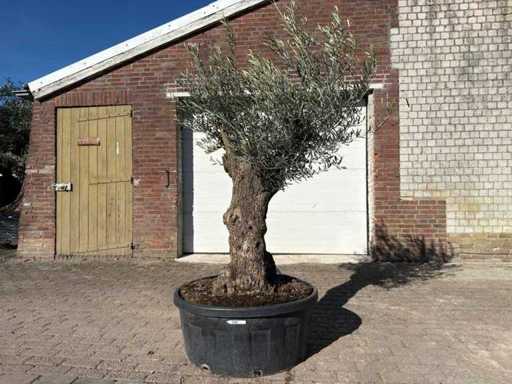 Olive tree Bonsai - Olea Europaea - 50 years old - Height approx. 250 cm 