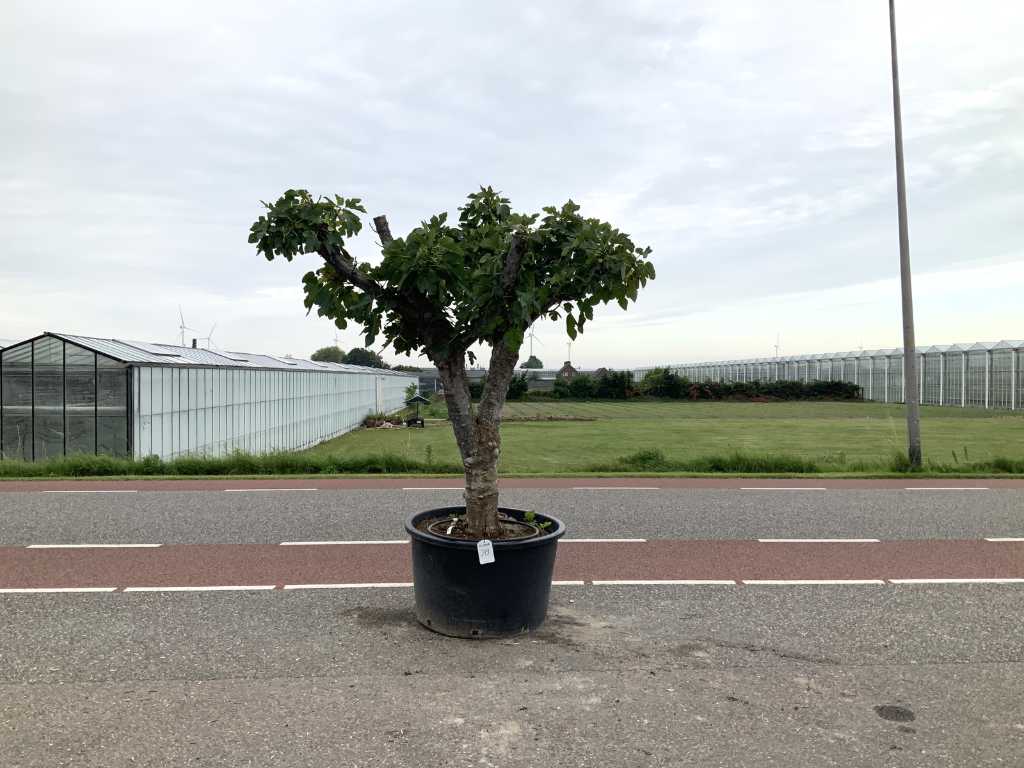 fico (Ficus Carica)