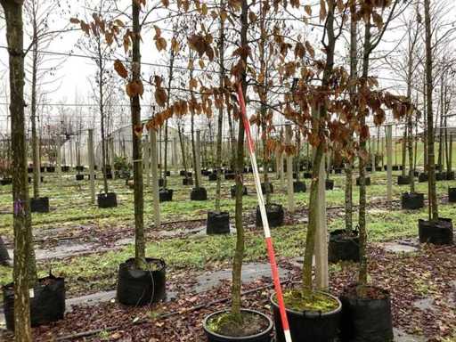 Grab - Parkboom (2x)