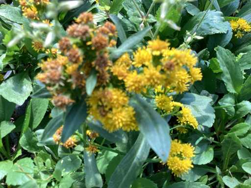 Vaste planten - Solidagio Geel (x60), nepeta(60)