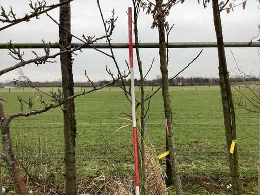 Nuc - Arbore cu mai multe tulpini