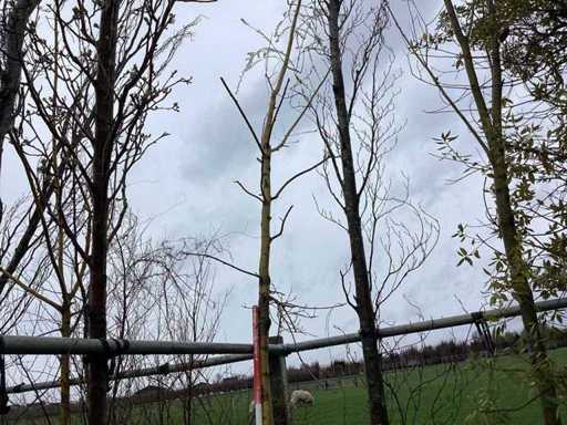 Groene Zuilbeuk - Vormbomen