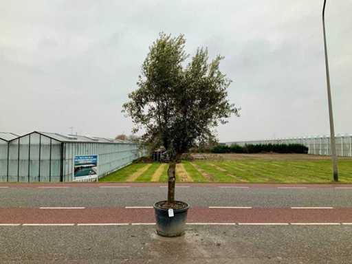 Olijfboom (Olea Europaea Lessini)